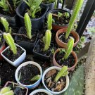 cactus plants live In Pot