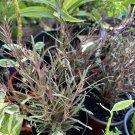 Dragon Tonge Plant In Pot