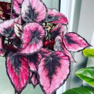 Begonias and coleus plants with pot included