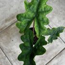 alocasia jaclyn In Pot