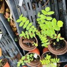 star fruit tree Organic Compost Soil Full Rooted In Pot