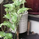 golden pothos plant