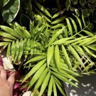 Sago Palm tree In Pot