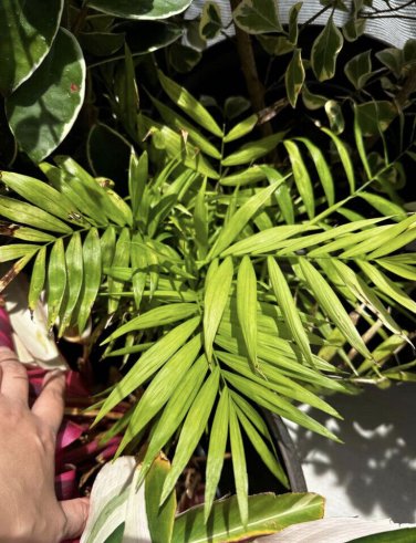 Sago Palm tree In Pot