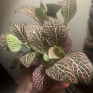Vein and Polka Dots plants included the pot
