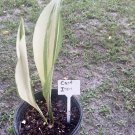 Cast Iron Plant In Pot