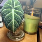 Alocasia Black Velvet In Pot With Soil