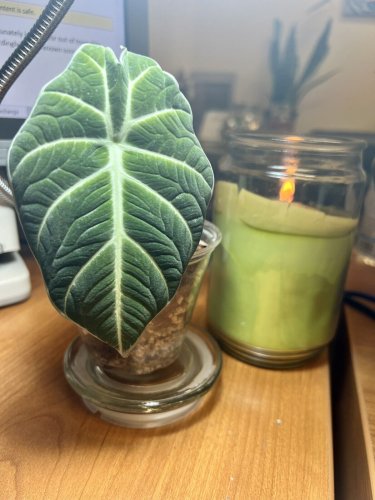 Alocasia Black Velvet In Pot With Soil