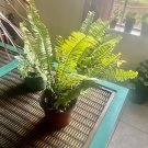 live plants indoor potted