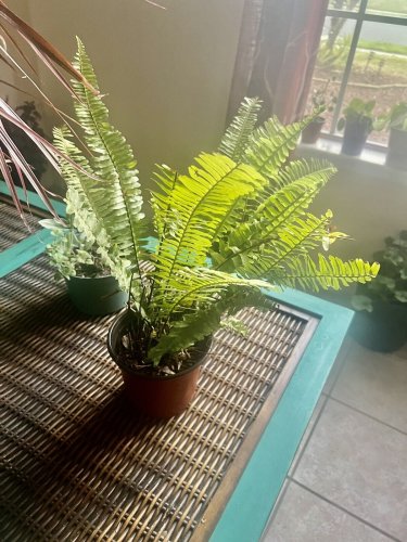 live plants indoor potted