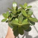 Jade plant med size with pot included and soil