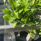 live pothos plant pothos basket 1 gallon hanging basket included