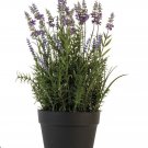 Lavander organic edible Plant in vase