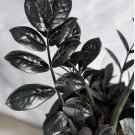 black raven zz plant In Pot Air Purifier Plant