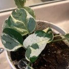 variegated pothos In Vase 4”