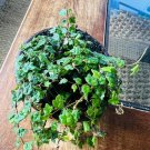 String Of Frogs Plant With Vase Included Small Size 2”