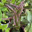purple waffle plant In Vase