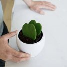hoya heart plant 2 Hearts And Pot Included