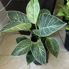 calatheas plant in vase