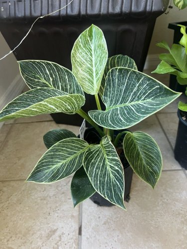 calatheas plant in vase