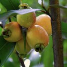 Grapefruits Tree Or Poma rosa From Seed Full Roots Organic In Pot