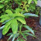 mango tree Dwarf In Pot Organic