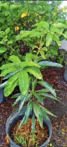 mango tree Dwarf In Pot Organic