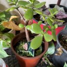 jade plant live Bonsai Tree In Pot