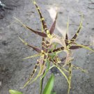 Bassia Maculata Orchid  In Pot
