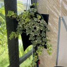Senecio Plant in vase