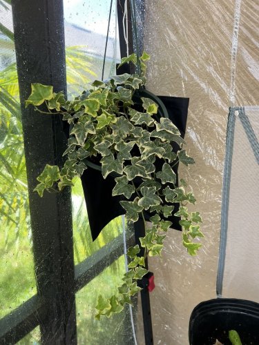 Senecio Plant in vase