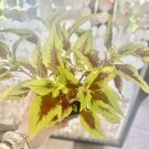Beginias plant included the pot Diferent ones! choose your favorit