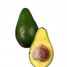 Caribbean avocados organic tree included pot