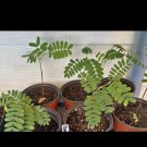 tamarind tree Organic In Pot