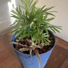 Palm And Cactus Live Plant In Vase