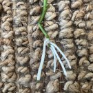 Baby orchids cuttings super cute!!! can be in soil or hanging