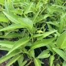 Water Spinach Plant In Pot