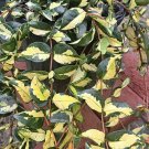 asiatic jasmine Plant In Pot
