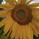 Giant sunflower plants In Vase