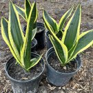 Snake Variagate Plant In Pot Air Purifier Plant