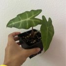 alocasia amazonica Plant In Pot Exotic Poant Indoor Or Outdoor