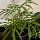 Areca Palm Plant In Pot