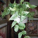 snow queen pothos Cuttings In Pot
