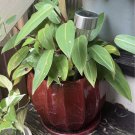 Philadendrum Red Esmerald cuttings with pot and soil