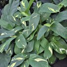 Prayers Plant Golden Mosaic Exotic Plant In Vase