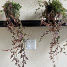 Spike Moss Plant In Case