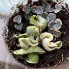 Duo Plant Of String Of Hearts And Albo Indu Rope In Pot