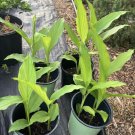 Tumeric Plant Un Pot