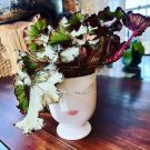 begonias plants in Ceramic Pot 6” Pot Included