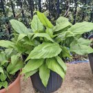 peace lily plant In Pot